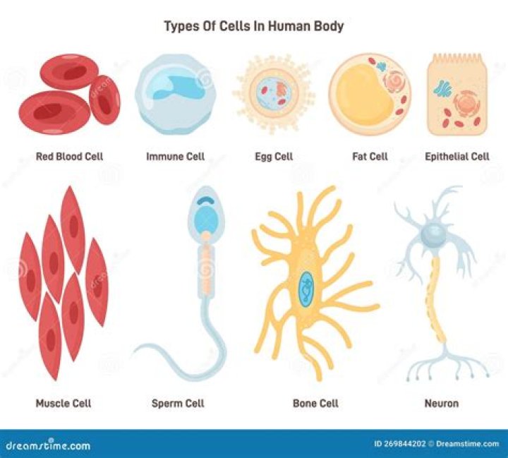 How many types of human cells are there?
