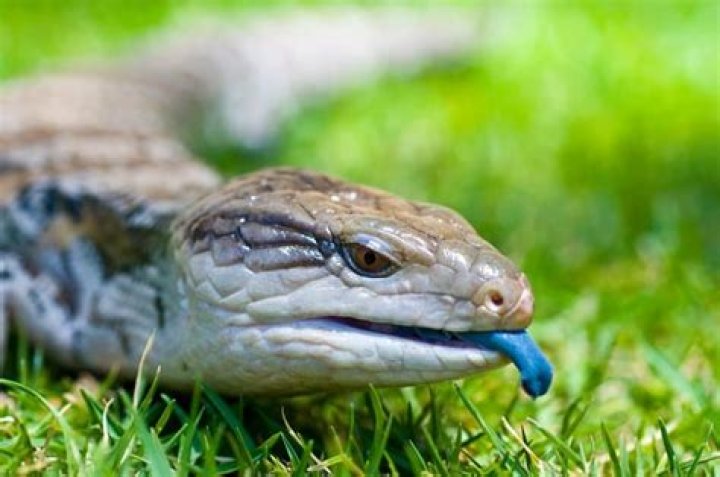 How much does a blue tongued skink cost?