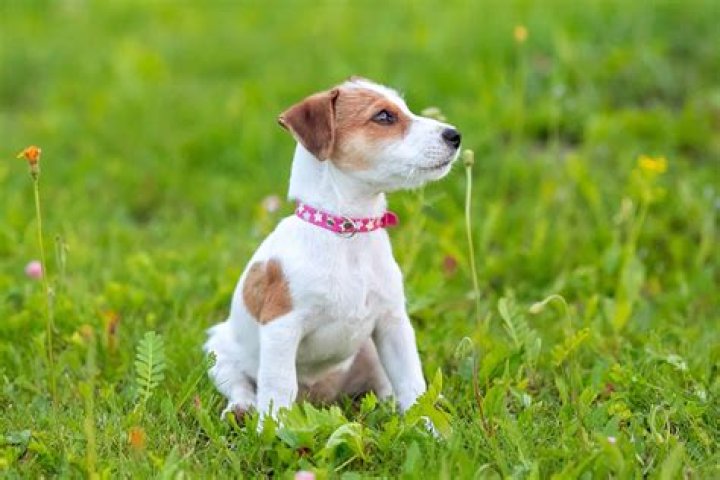 How much does a Jack Russell terrier puppy cost?