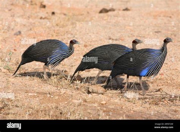 How much does a Vulturine guinea fowl cost?