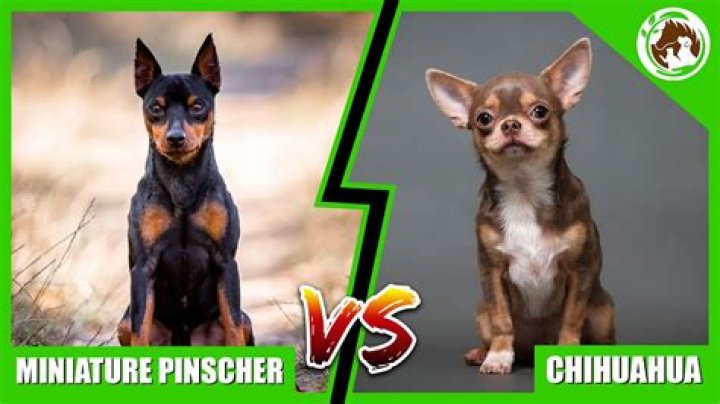 How much is a mincher pinscher?
