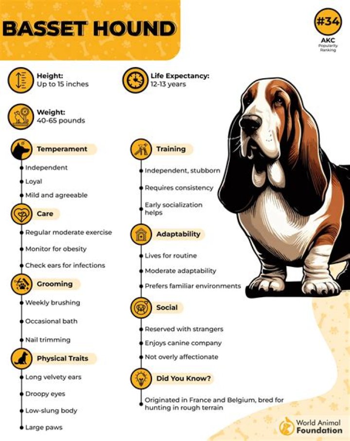How much should I pay for a Basset Hound puppy?