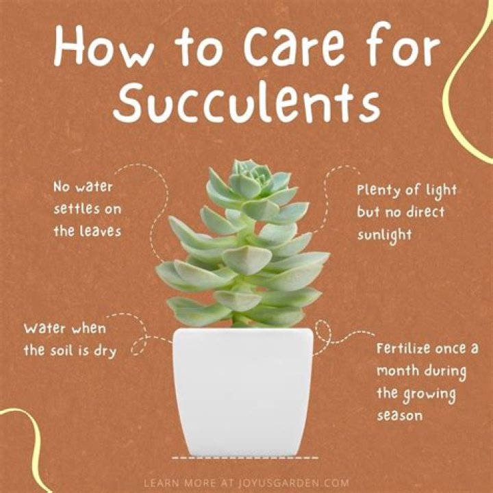 How often should you water cacti and succulents?