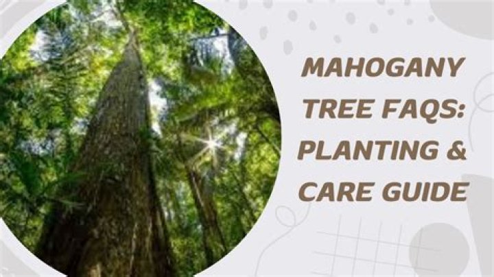 How tall do mahogany trees grow?