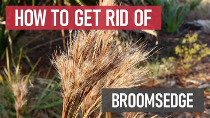 How to plant broomsedge?