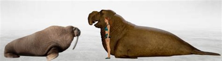 Is an elephant seal bigger than a polar bear?