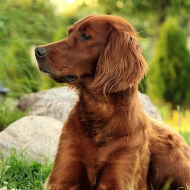 Is an Irish Setter a good family dog?