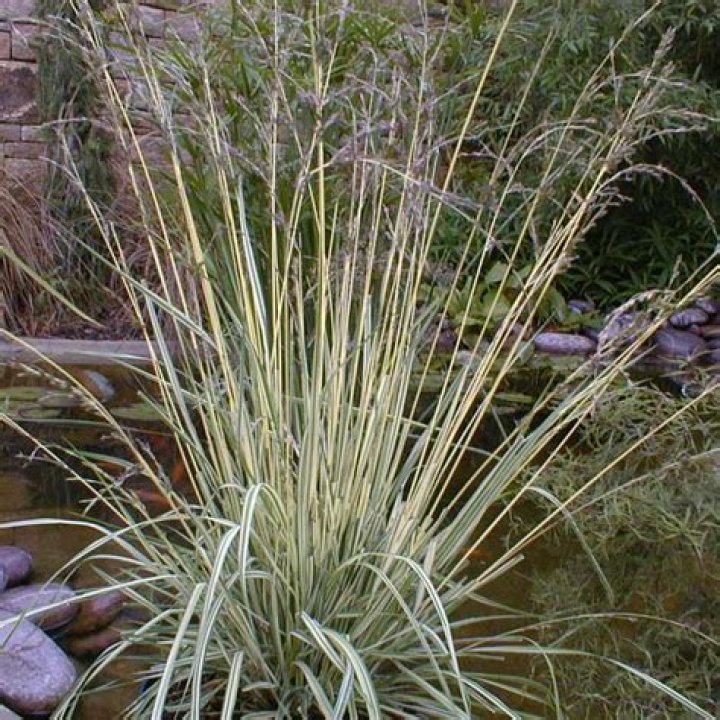 Is Molinia caerulea invasive?