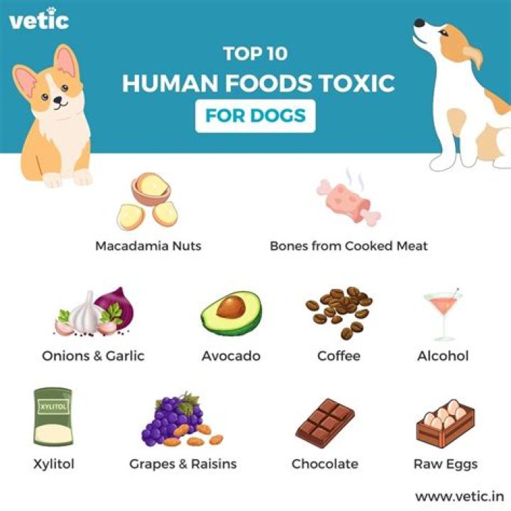 Is pectin harmful to dogs?