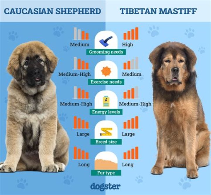 Is the Caucasian shepherd the strongest dog?