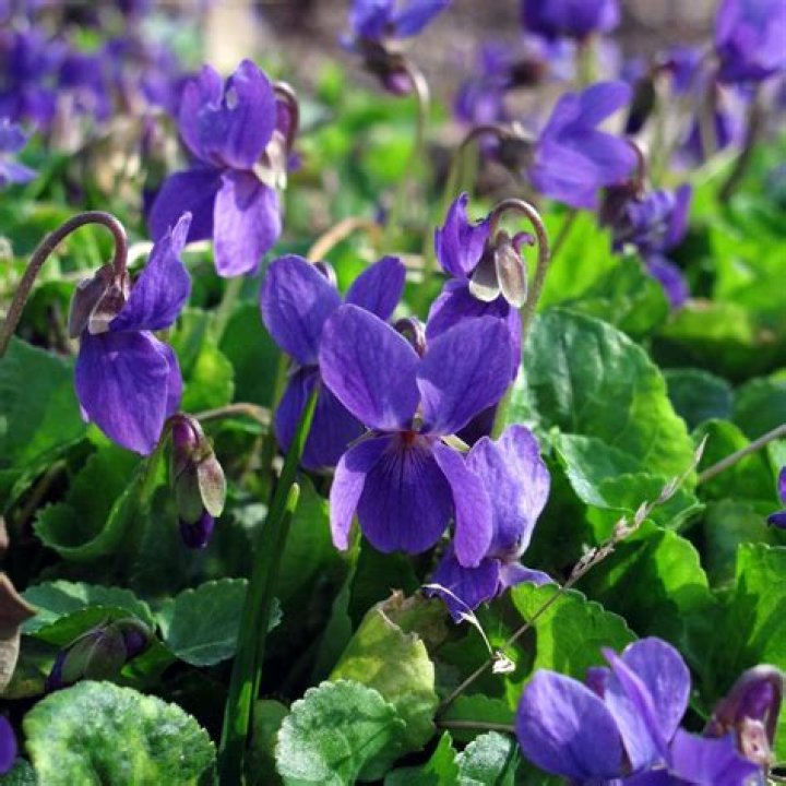 Is Viola odorata a perennial?
