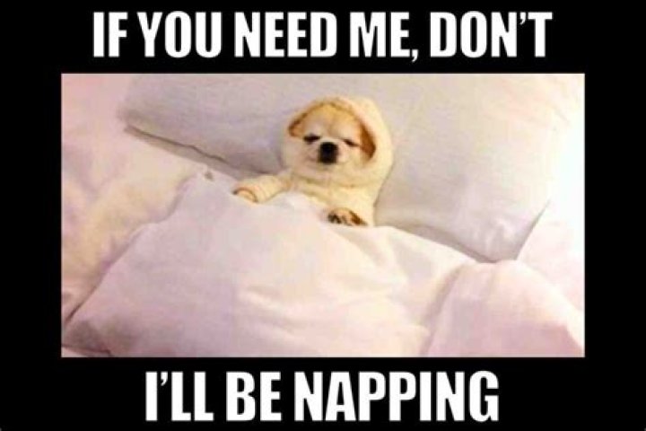 Should I nap when my puppy naps?