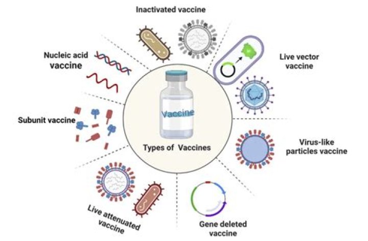 What adjuvants are used in flu vaccines?