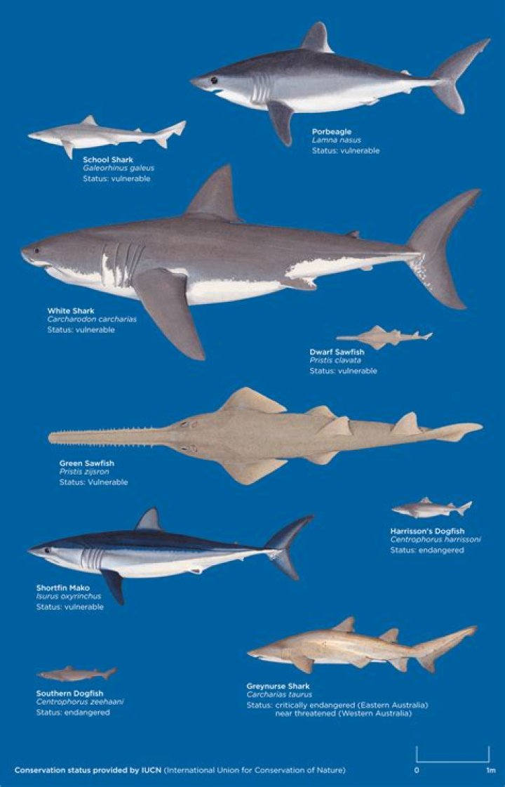 What animal category is a shark?