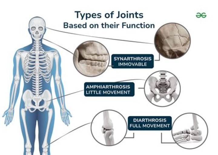 What are examples of diarthrosis joints?
