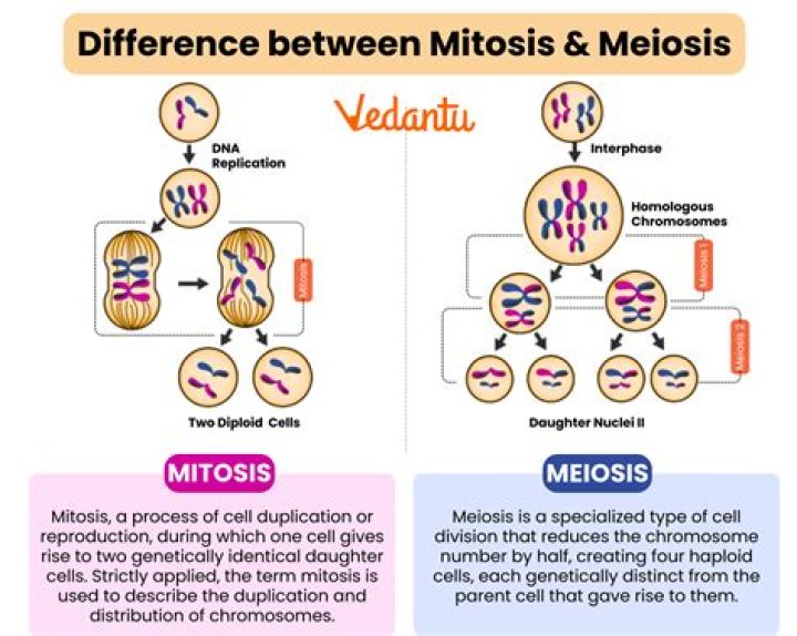 What are homologues in meiosis?
