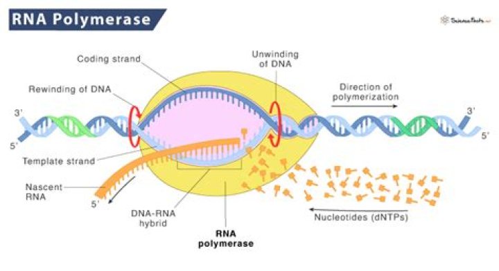 What are the 3 RNA polymerases?