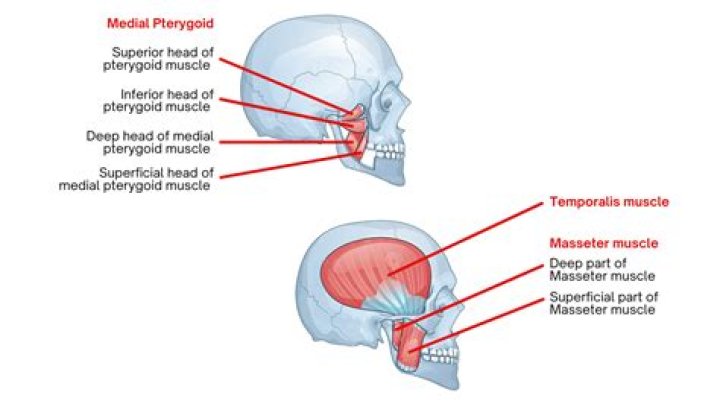 What are the 4 muscles of mastication?