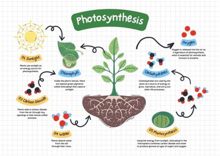 What are the 4 photosynthetic organisms?