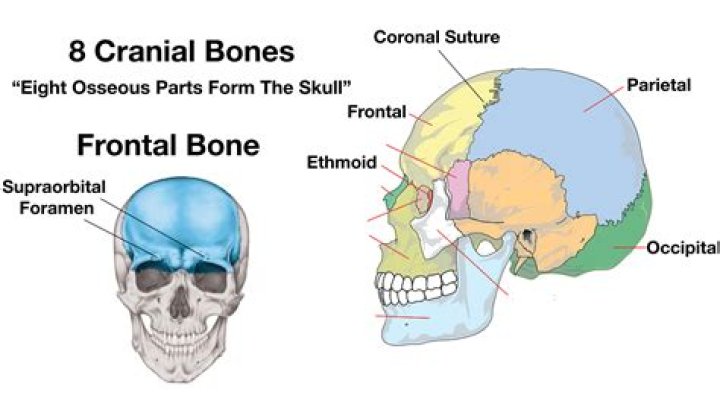 What are the 6 bones of the cranium?