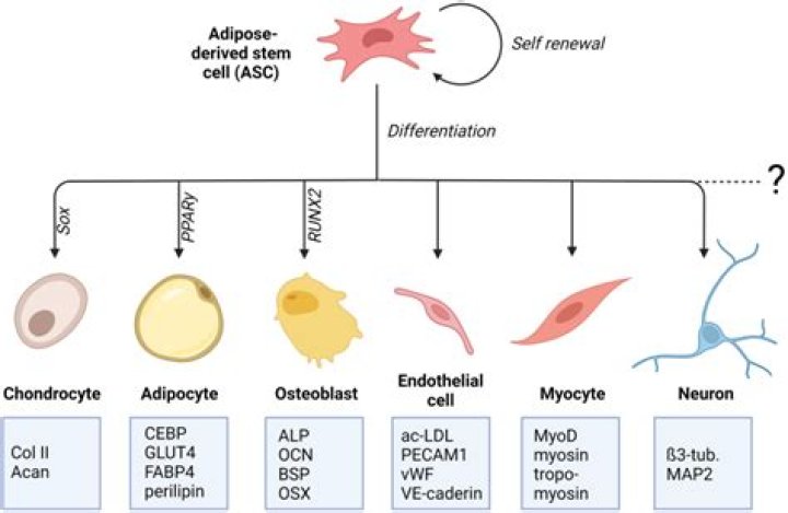 What are the cell derived mediator of inflammation?