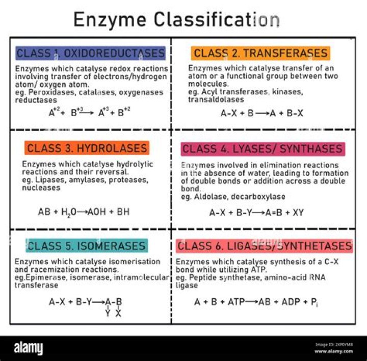 What are the classification of enzymes?
