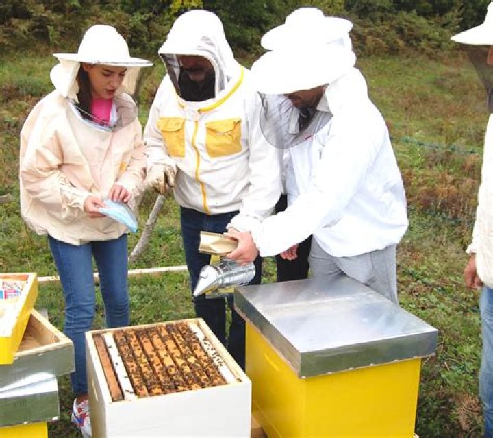 What are the dangers involved in beekeeping?