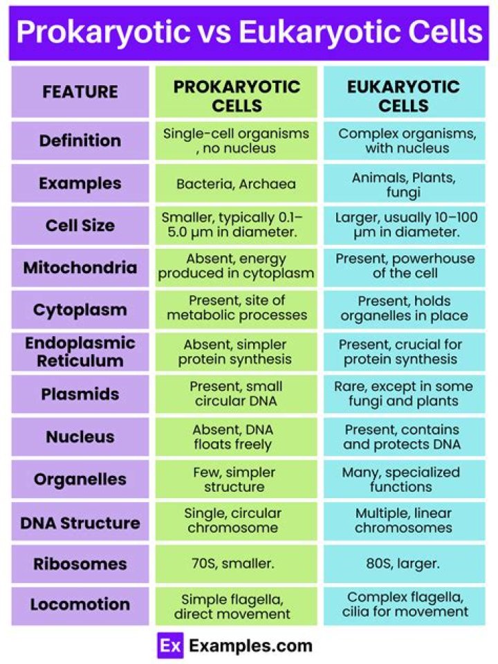 What are the difference between a prokaryote and a eukaryote?