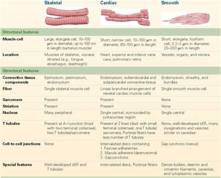 What are the differences between the 3 types of muscles?