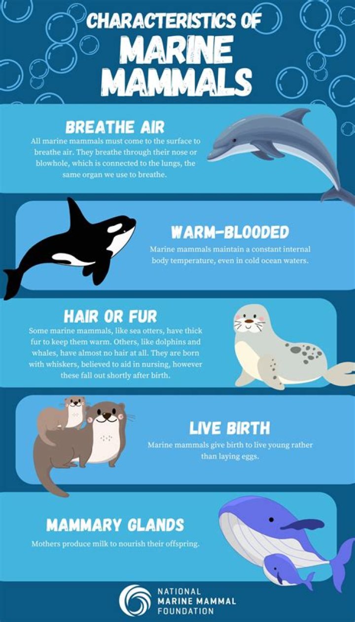 What are the five groups of marine animals?