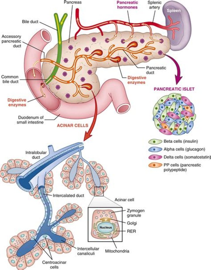 What are the functions and secretions of the pancreas?