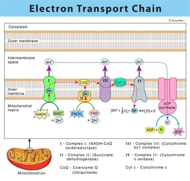 What are the inhibitors of the electron transport chain?