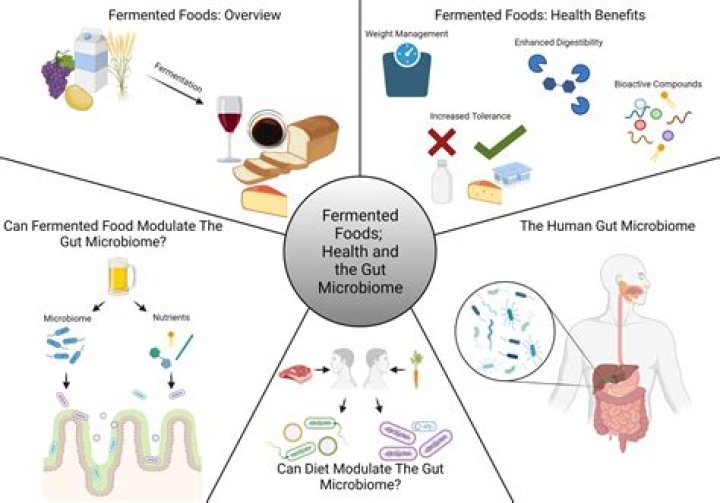 What are the products of fermentation in microorganisms?