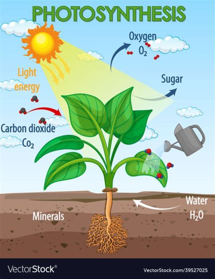 What are the properties of photosynthesis?