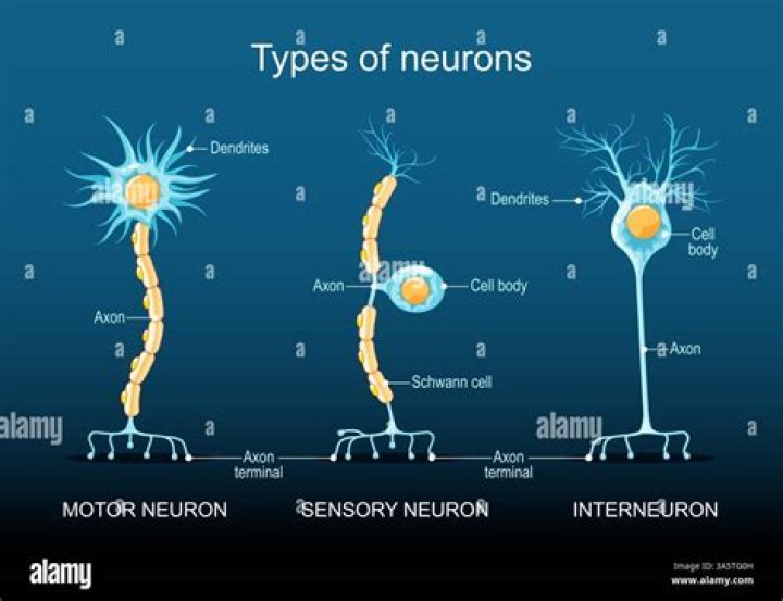 What are the three types of neurons in the brain?