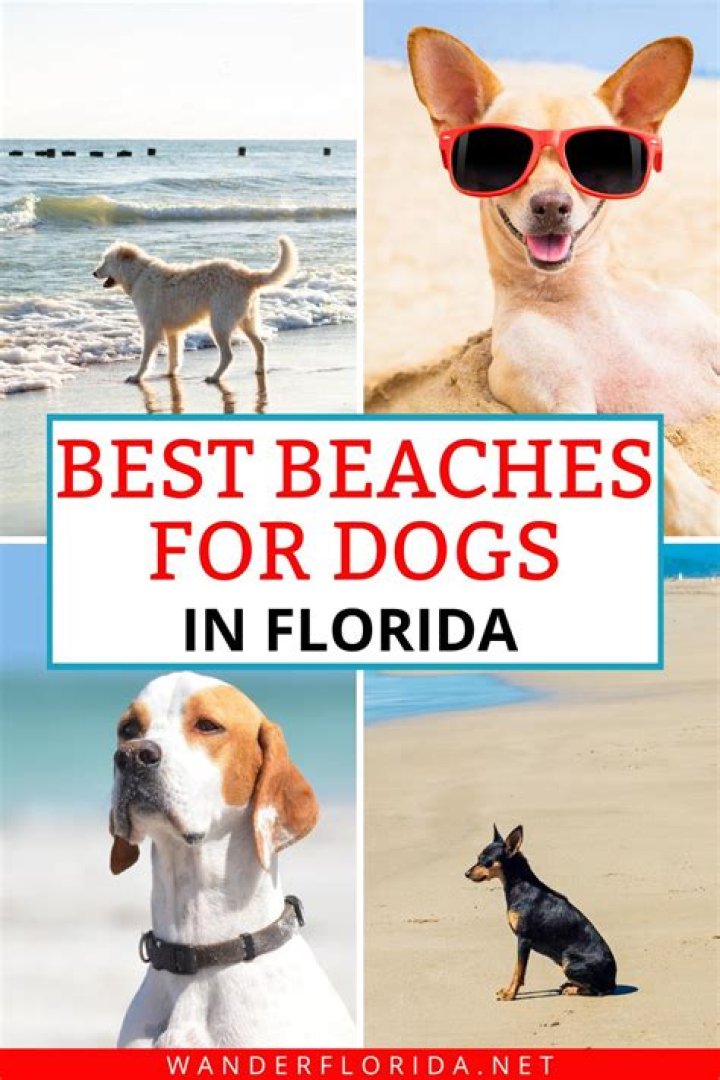 What beaches in SF allow dogs?