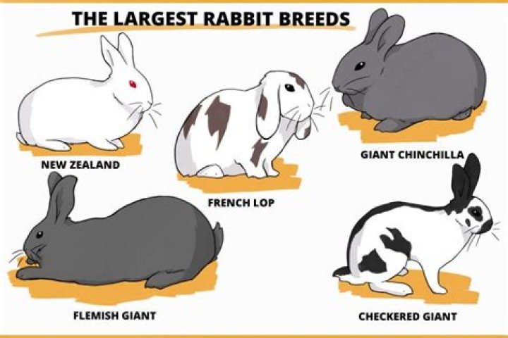 What breed of rabbit is the largest?