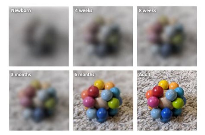 What can 1 week old See?