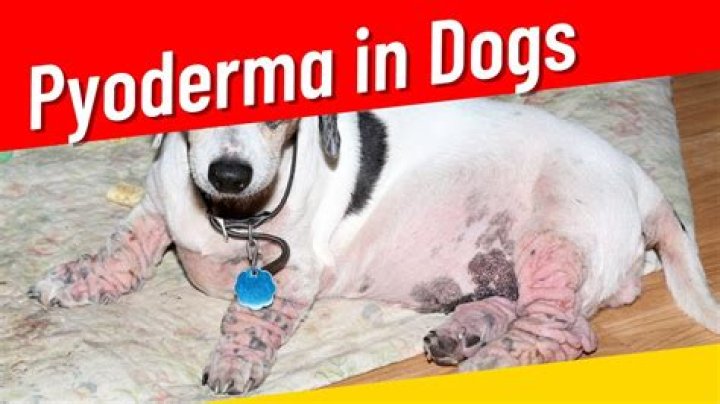 What can I put on my dogs pyoderma?