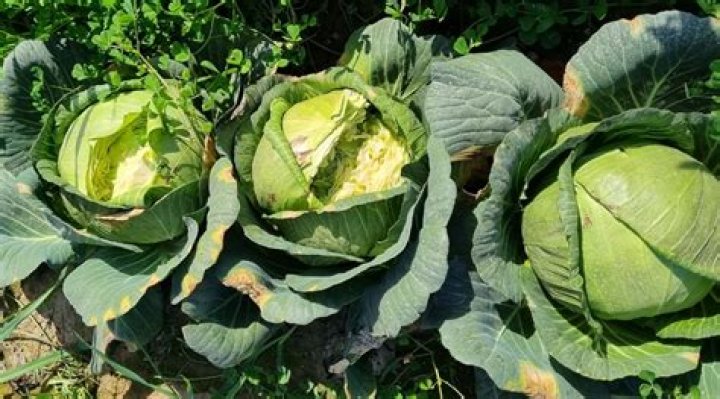 What can you do with too much red cabbage?