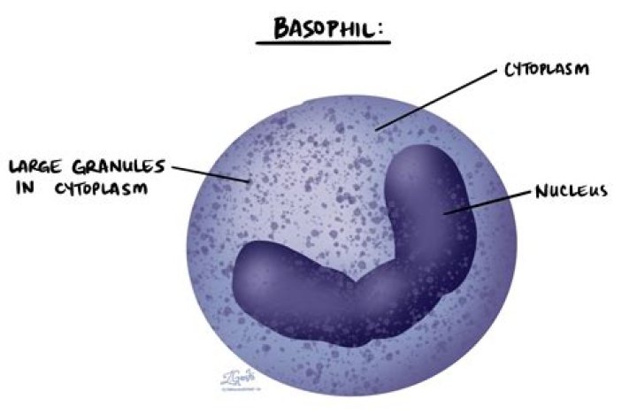 What causes basophils to be low?