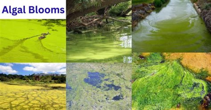 What causes blue-green algal blooms?