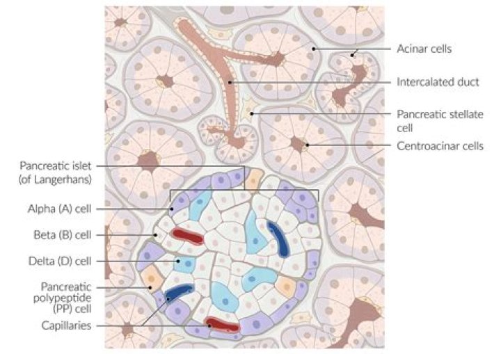 What cells make up the gallbladder?