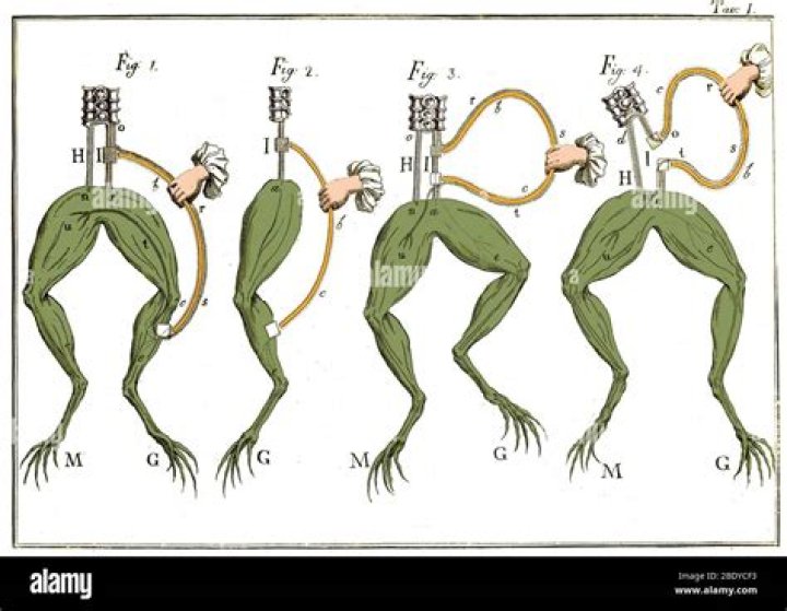 What did Luigi Galvani discover?