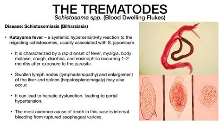 What diseases are caused by trematodes?