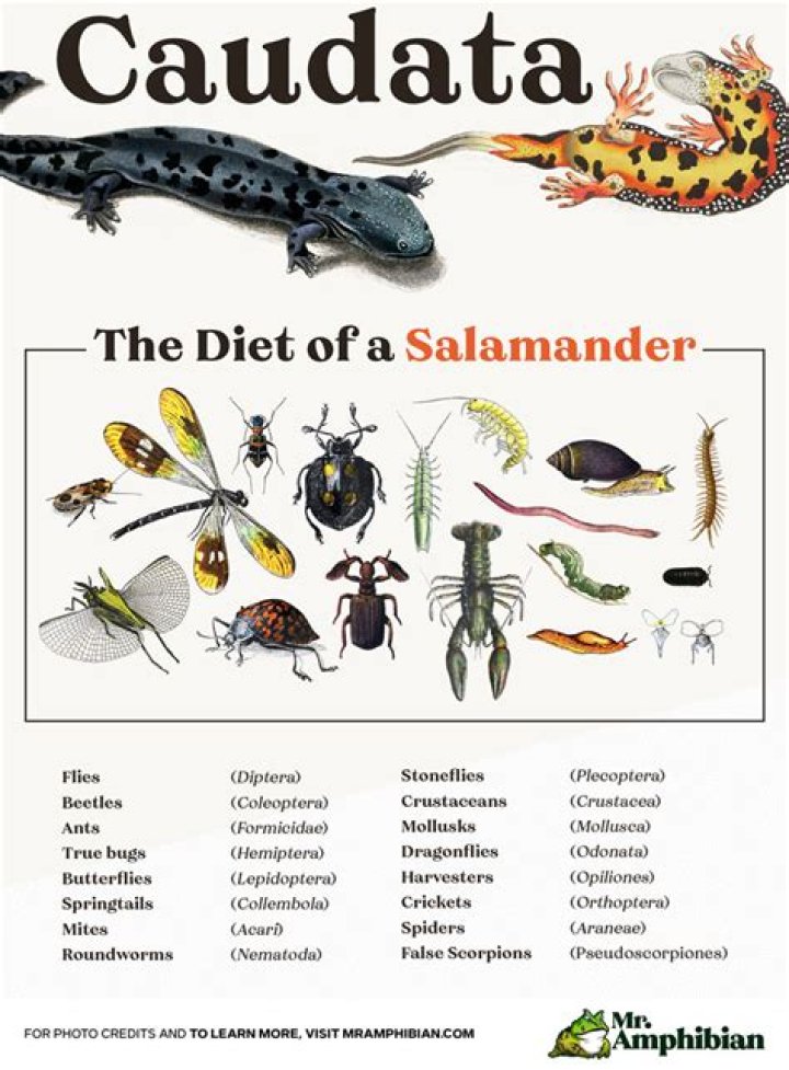What do dusky salamanders eat?