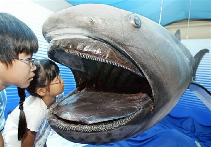 What do megamouth sharks eat?