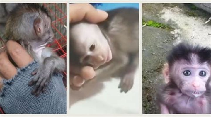 What do monkeys do when their babies die?