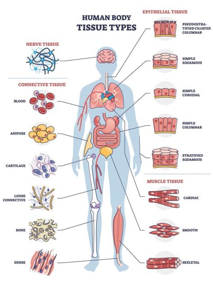 What do you know about tissue in the human body?