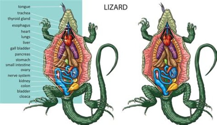 What does a lizard stand for?
